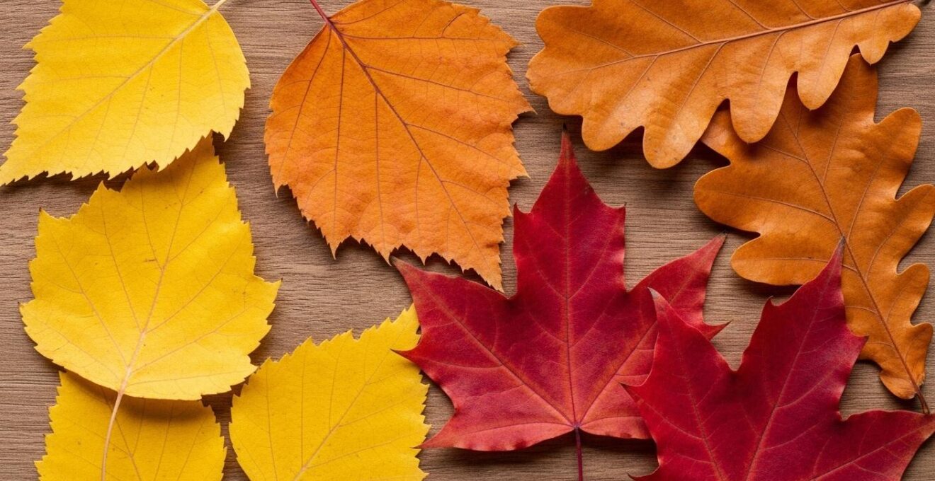 Palette colorée de feuilles d'arbres québécois illustrant le jaune, rouge et cuivre typiques de l'automne